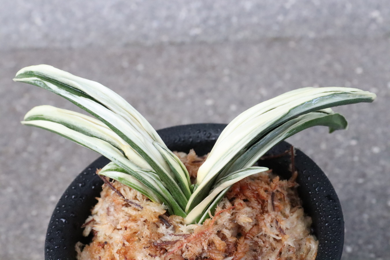 5878,平川実生　【はきずはきれ大特価！】※春から秋は生長期なので姿は変わっていきます　sov