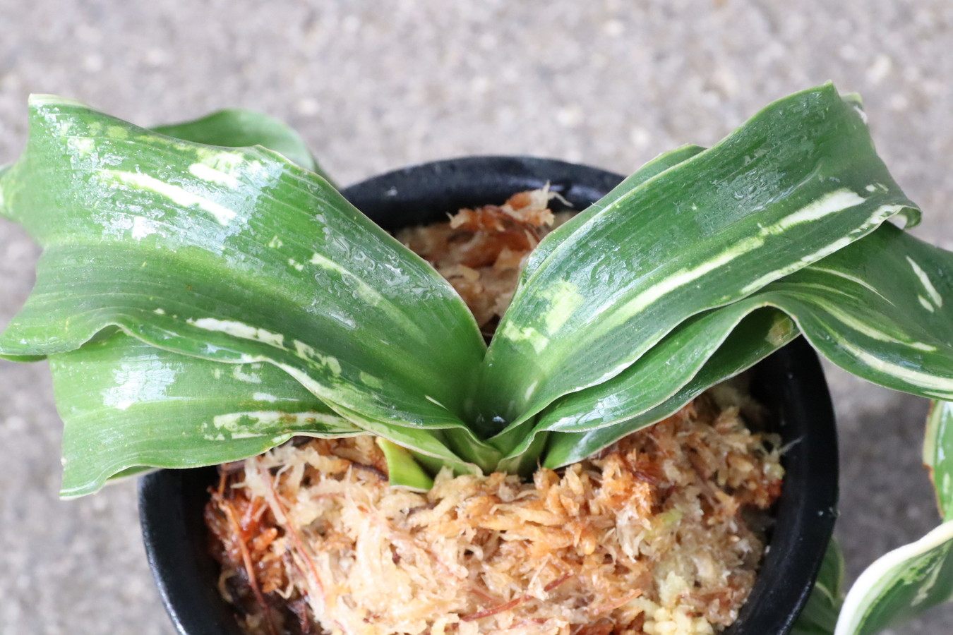 万年青　オモト　海龍獅子実生　ラスト出品 豊明園 / 獅子系