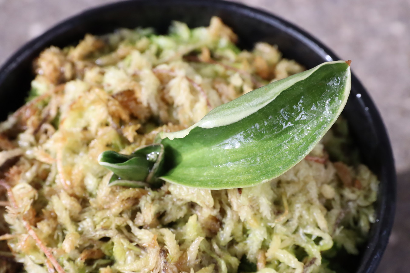 7096,力和(りきわ)　全国大会系統　特上覆輪　葉芸凄まじい　【はきずはきれ多い大特価！】※春から秋は生長期なので姿は変わっていきます