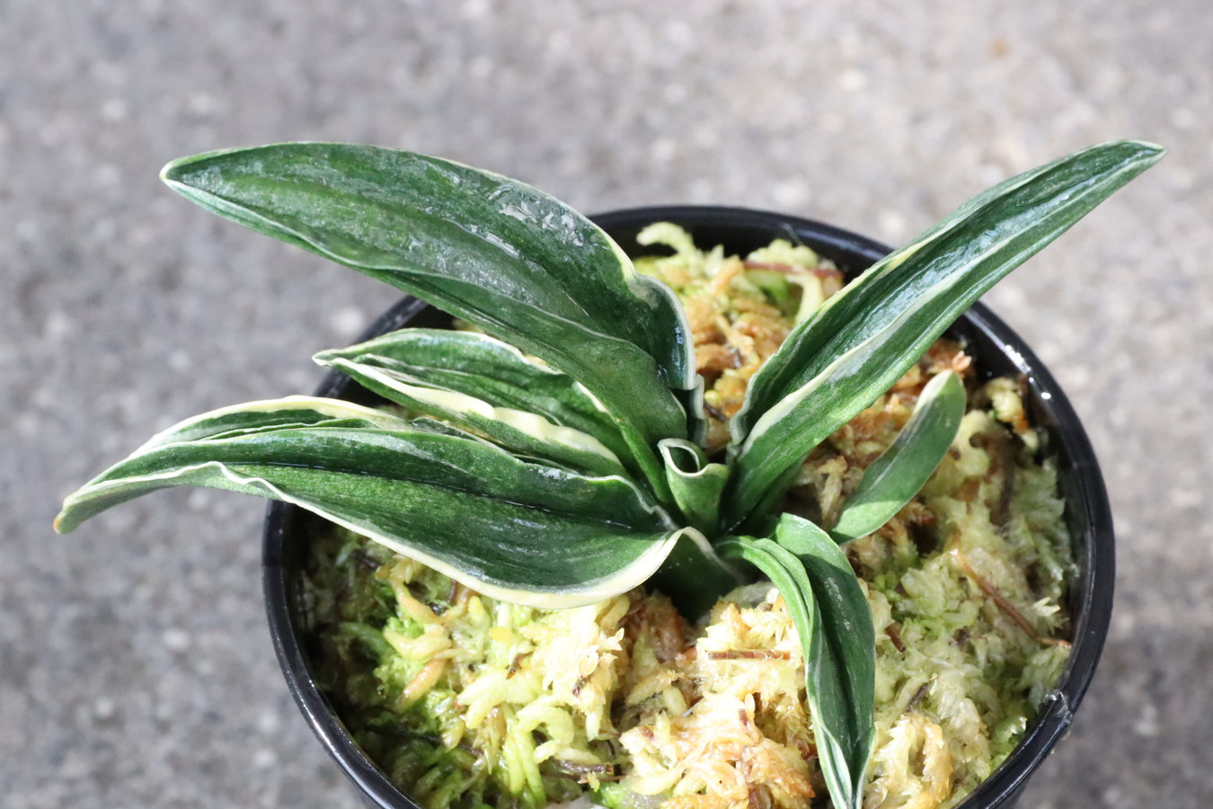 8367,嶺雲(りょううん)　【はきずはきれ非常に多い大特価】※春から秋は生長期なので姿は変わっていきます