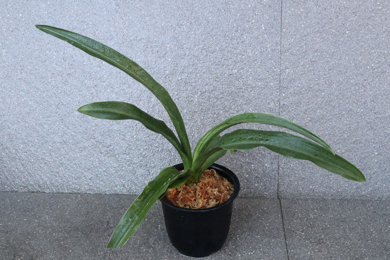 6629,鹿島　花？　♀♂最適　縞？青？　実親は万年青の天下がとれる【元は5万円、普及特価！！】【はきずはきれ多い大特価】※春から秋は生長期なので姿は変わっていきます