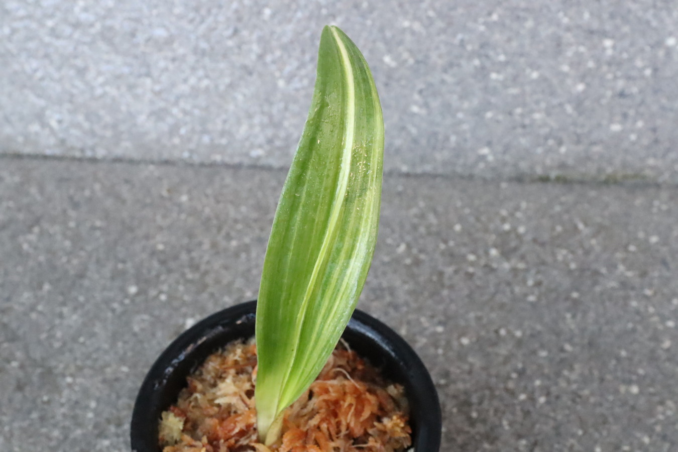 6302,鹿島　コートメ最上縞　実親は万年青の天下がとれる　【はきずはきれ多い大特価！】※春から秋は生長期なので姿は変わっていきます