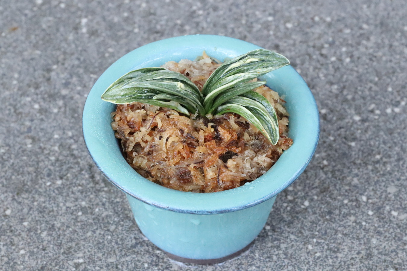 豊明園 / 引越しおもと