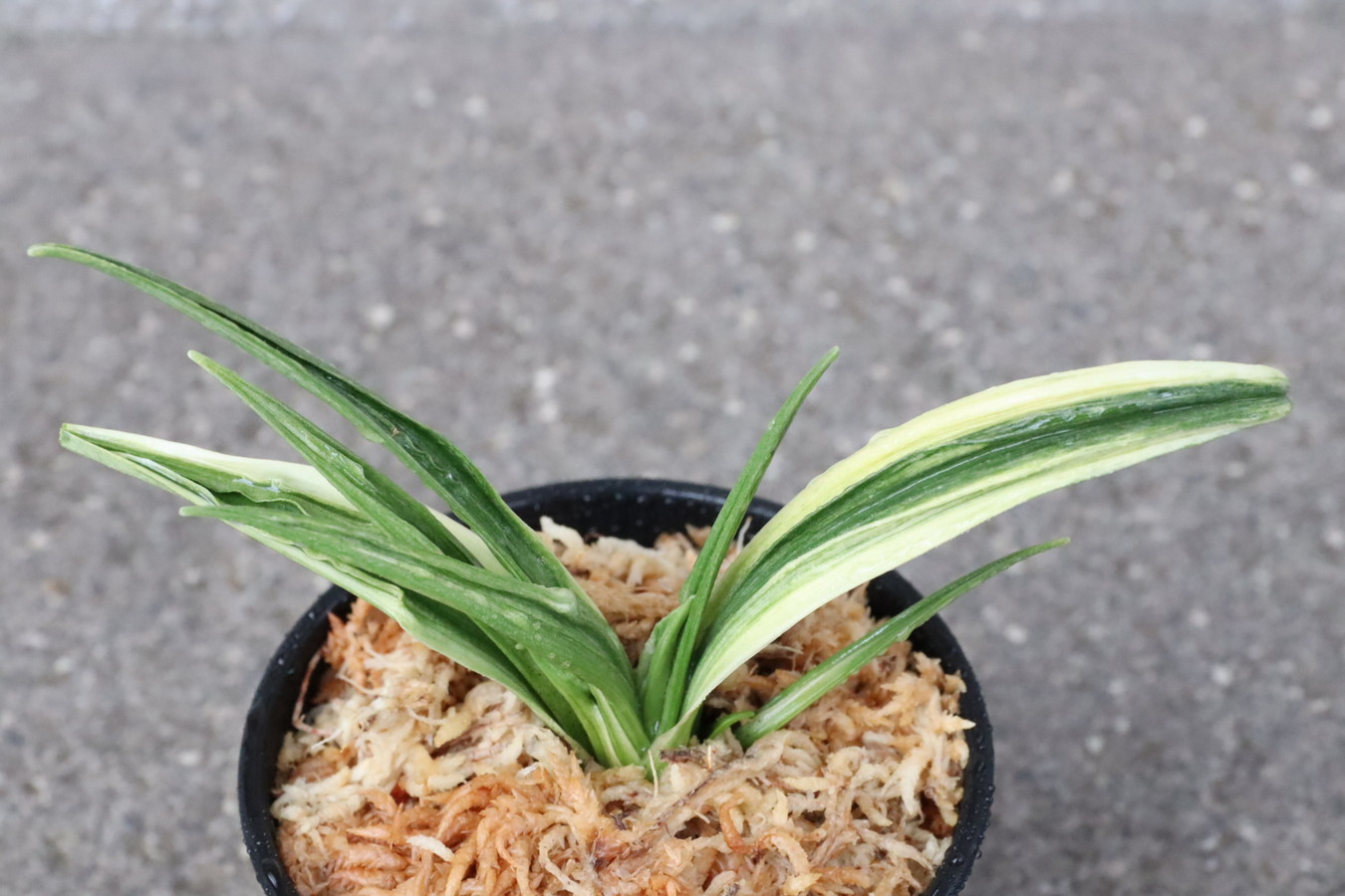 6590,関羽(かんう)　楊貴妃の兄弟　斑とてもよい　【はきずはきれ多い大特価！】※春から秋は生長期なので姿は変わっていきます