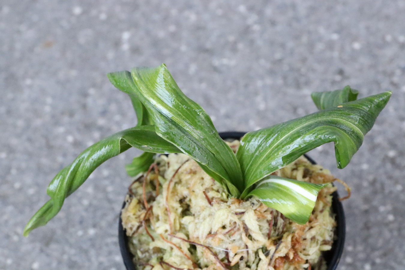 7095,仙寿の舞(せんじゅのまい)　獅子　縞　超特価！　【はきずはきれ多い大特価】※春から秋は生長期なので姿は変わっていきます