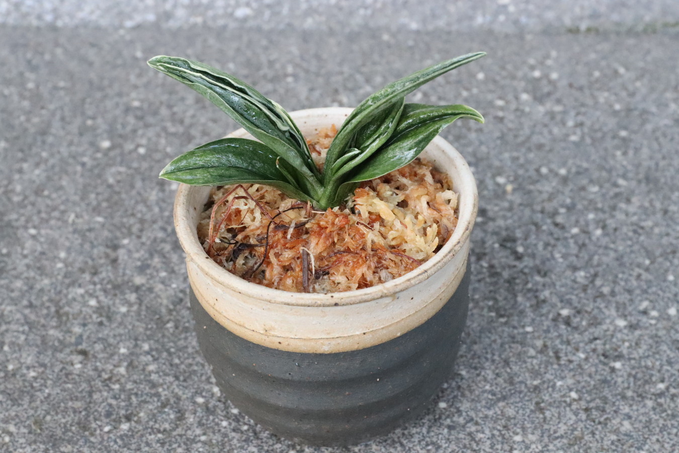 8019,瑞泉(ずいせん)　【はきずはきれ多い大特価！】※春から秋は生長期なので姿は変わっていきます