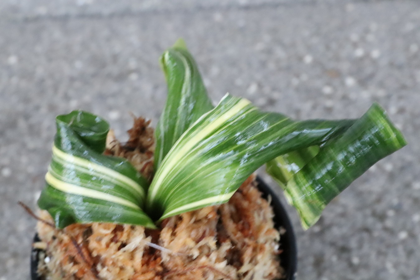 6391,海龍獅子×四君子　数本物？【縞　最上交配特価！！！】　【88000円→はきずはきれ大特価】※春から秋は生長期なので姿は変わっていきます