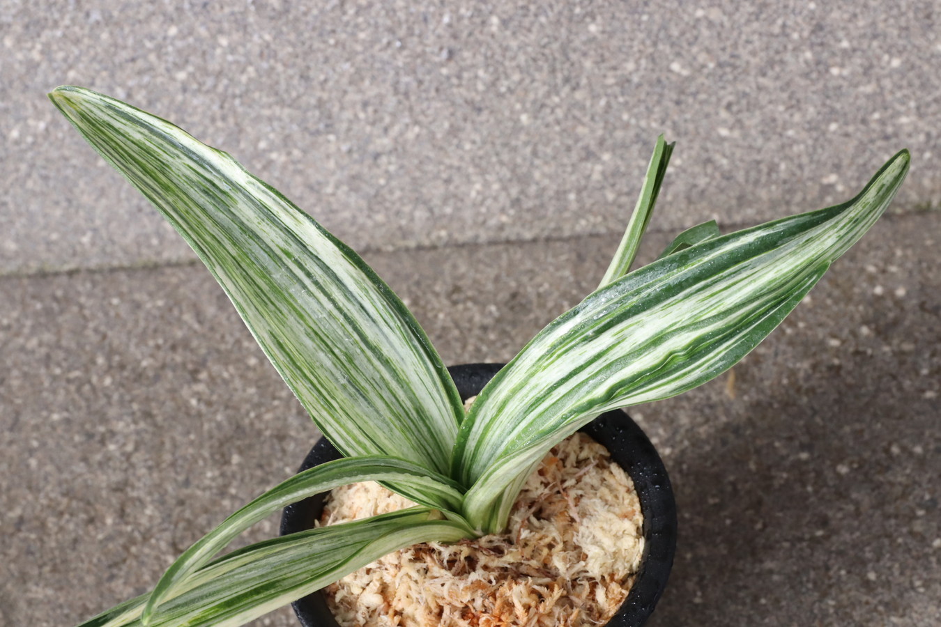 6154,整理品BC級品　千代田の松(ちよだのまつ)　【はきずはきれ大特価】※春から秋は生長期なので姿は変わっていきます