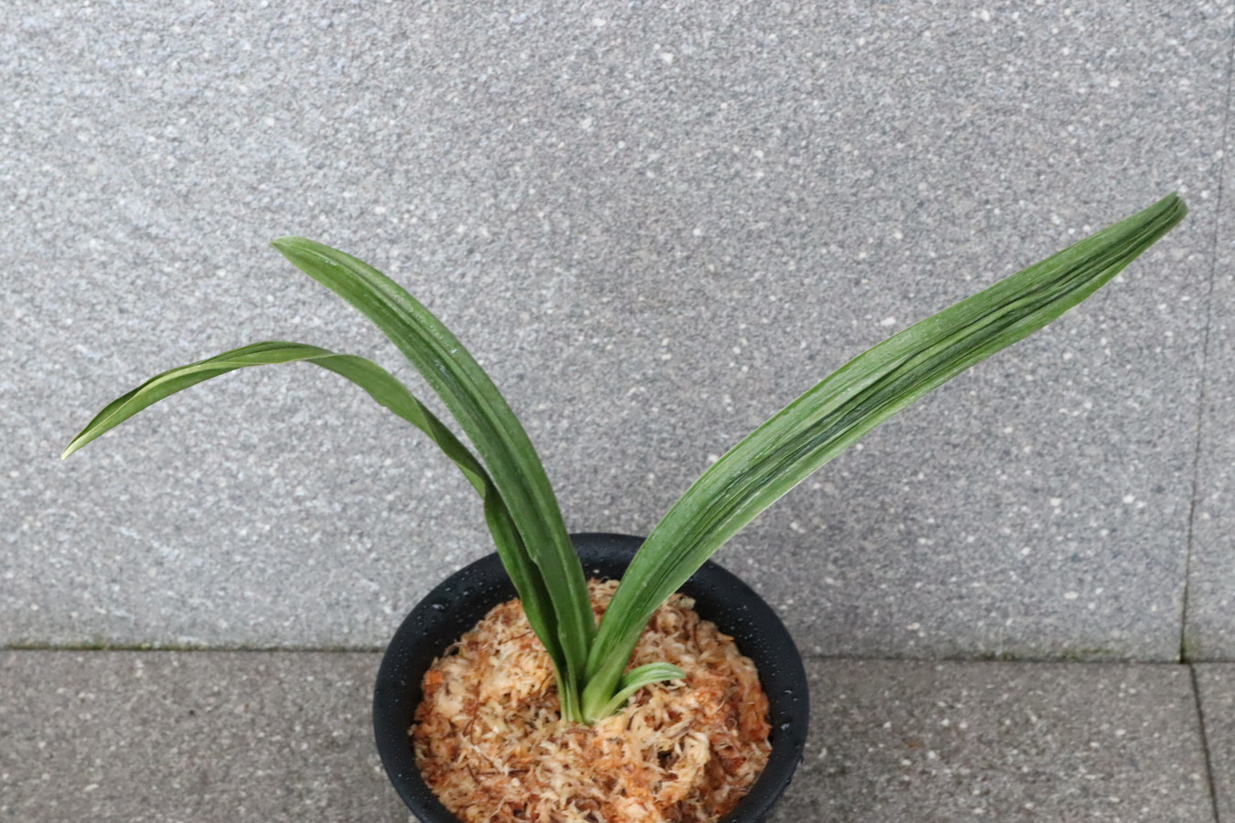 6385, 車E吉小　羅紗親最上級　花早そう　【はきずはきれ多い大特価！】※春から秋は生長期なので姿は変わっていきます