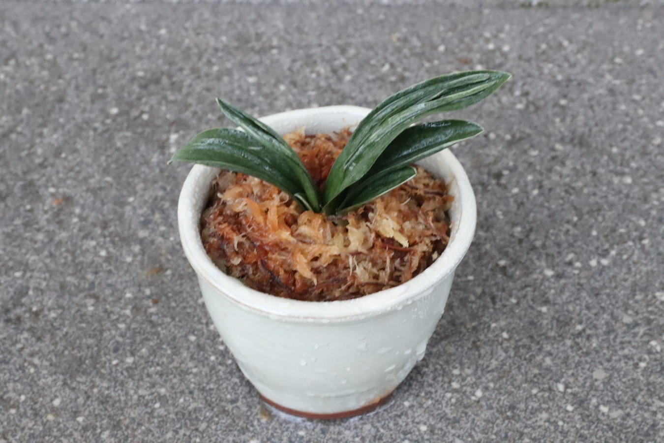 6949,瑞泉(ずいせん)　【はきずはきれ多い大特価】※春から秋は生長期なので姿は変わっていきます