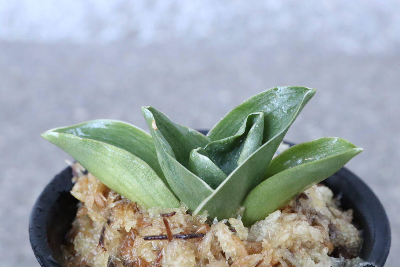 6859,江戸　福包(ふくづつみ)　【はきずはきれ多い大特価！下葉おちる特価！】※春から秋は生長期なので姿は変わっていきます