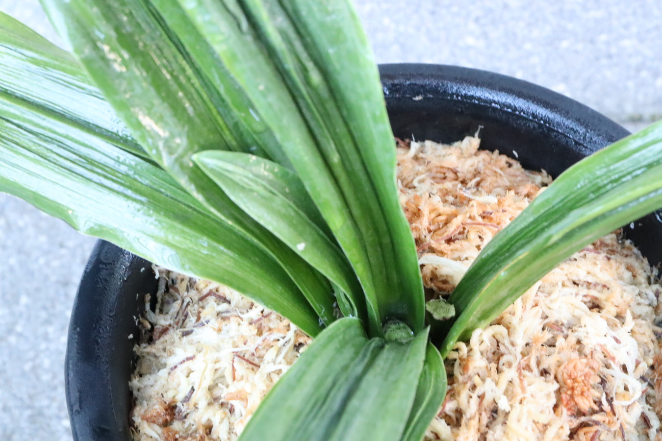 6377, 車E吉小　羅紗親最上級　大きな木　花　葉長、長いところで30cm【はきずはきれ多い大特価！】※春から秋は生長期なので姿は変わっていきます