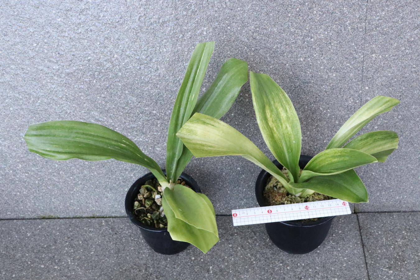 セット　左：駿河富士　右：達磨　【はきずはきれ大特価】※春から秋は生長期なので姿は変わっていきます