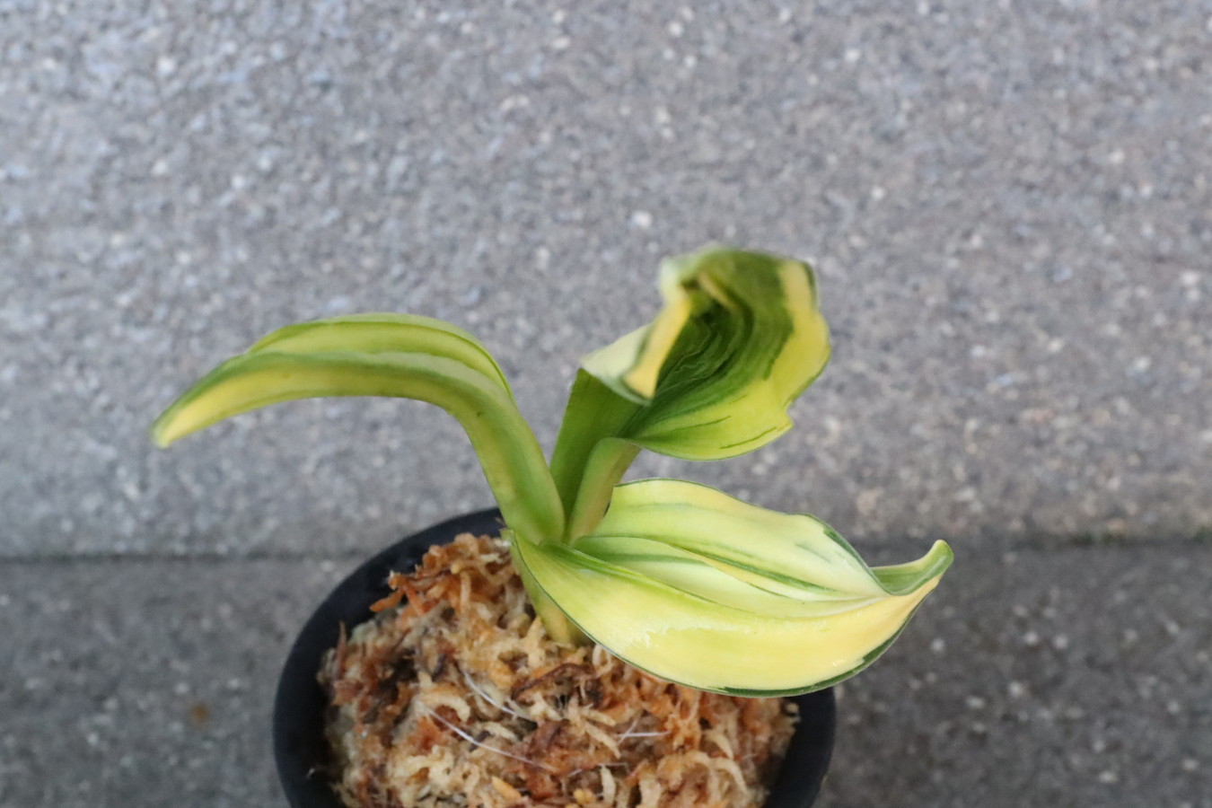 5874,玄海獅子(げんかいじし)　ハデ縞　【はきずはきれ多い特価！】※春から秋は生長期なので姿は変わっていきます