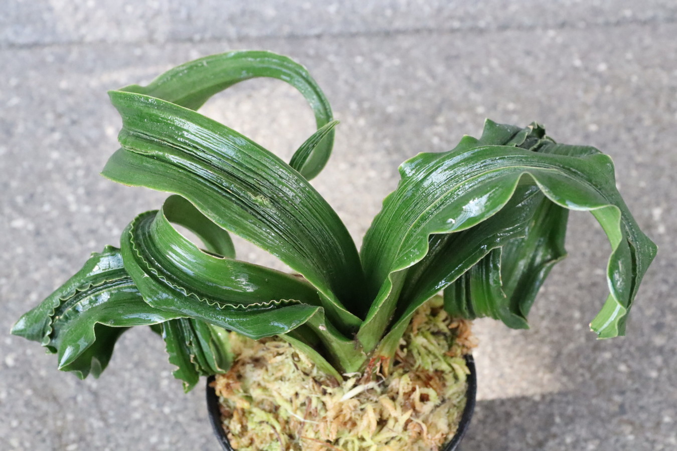 みちはる　万年青　獅子　白黄縞斑　4.5号陶器鉢つき　子株つき❗　⑧ みちはる 万年青 獅子 白黄縞斑 4.5号陶器鉢つき 子株つき❗ ⑧ 2025年