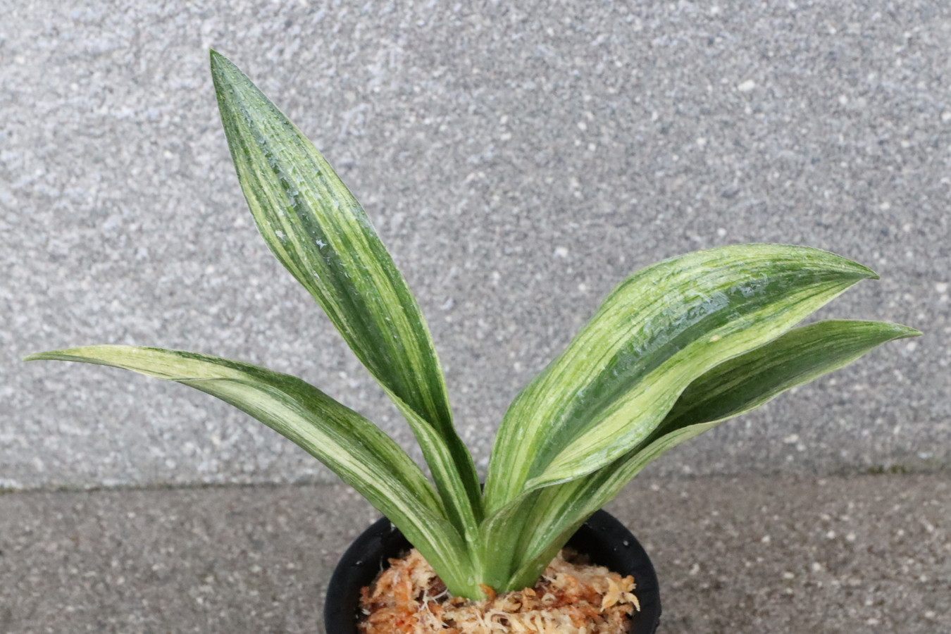 7092,寿老人×長寿海　1本物　希少　【はきずはきれ多い大特価！】※春から秋は生長期なので姿は変わっていきます