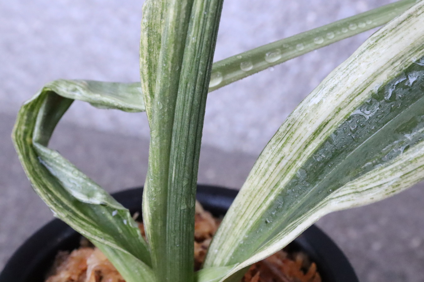 7300,寿老人×長寿海　1本物　希少　【はきずはきれ多い大特価！】※春から秋は生長期なので姿は変わっていきます