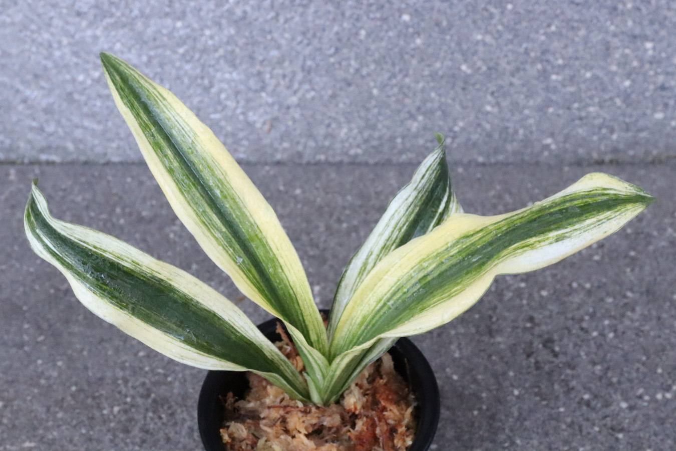 7511,寿老人×長寿海　1本物　希少　【はきずはきれ多い大特価！】※春から秋は生長期なので姿は変わっていきます