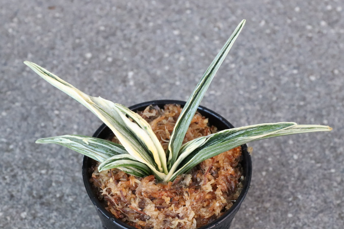 7102,月桂冠(げっけいかん)　超希少種　【はきずはきれ多い特価！】※春から秋は生長期なので姿は変わっていきます