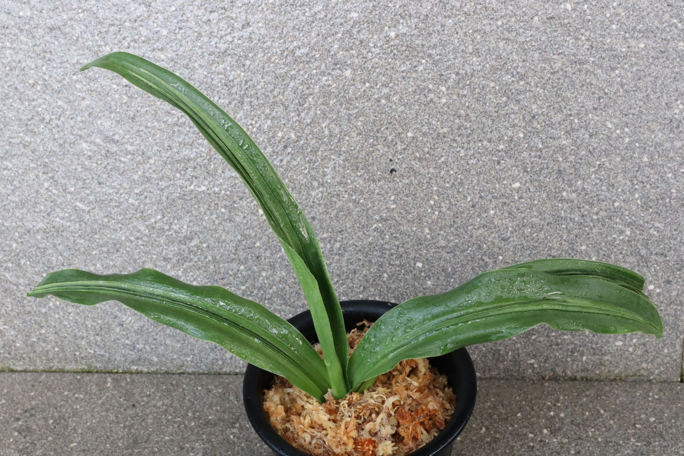 7103,備中大車　元縞、現場青？【55000→はきずはきれとても多い大特価！】※春から秋は生長期なので姿は変わっていきます