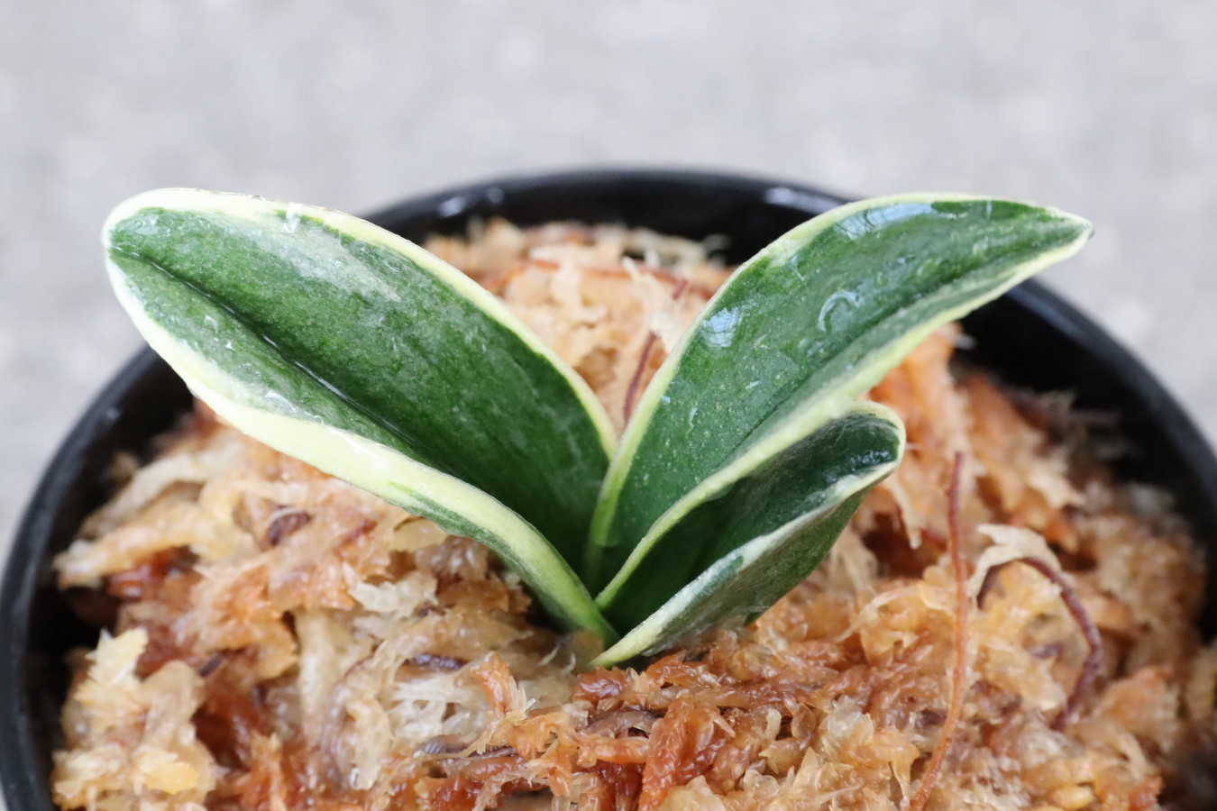 6708,鹿島錦(かしまにしき)　全国トップ系統！　【はきずはきれ多い大特価！！！】※春から秋は生長期なので姿は変わっていきます