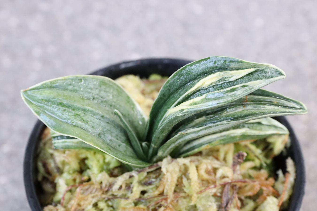 7172,瑞泉(ずいせん)　全国トップ系統力ある　大特価！【鸞山か！？と思わせる葉芸！はきずはきれ非常に多い大特価！】　※春から秋は生長期なので姿は変わっていきます