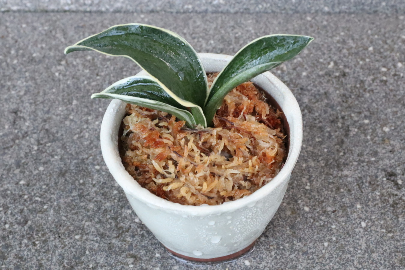 5102,福を呼ぶ神聖な植物　お多福(おたふく)　【はきずはきれ大特価！！！】※春から秋は生長期なので姿は変わっていきます