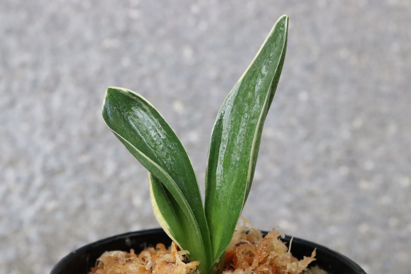 8022,春楽(しゅんらく)　雨当てたスパルタ作り！【はきずはきれ多い特価！】※春から秋は生長期なので姿は変わっていきます