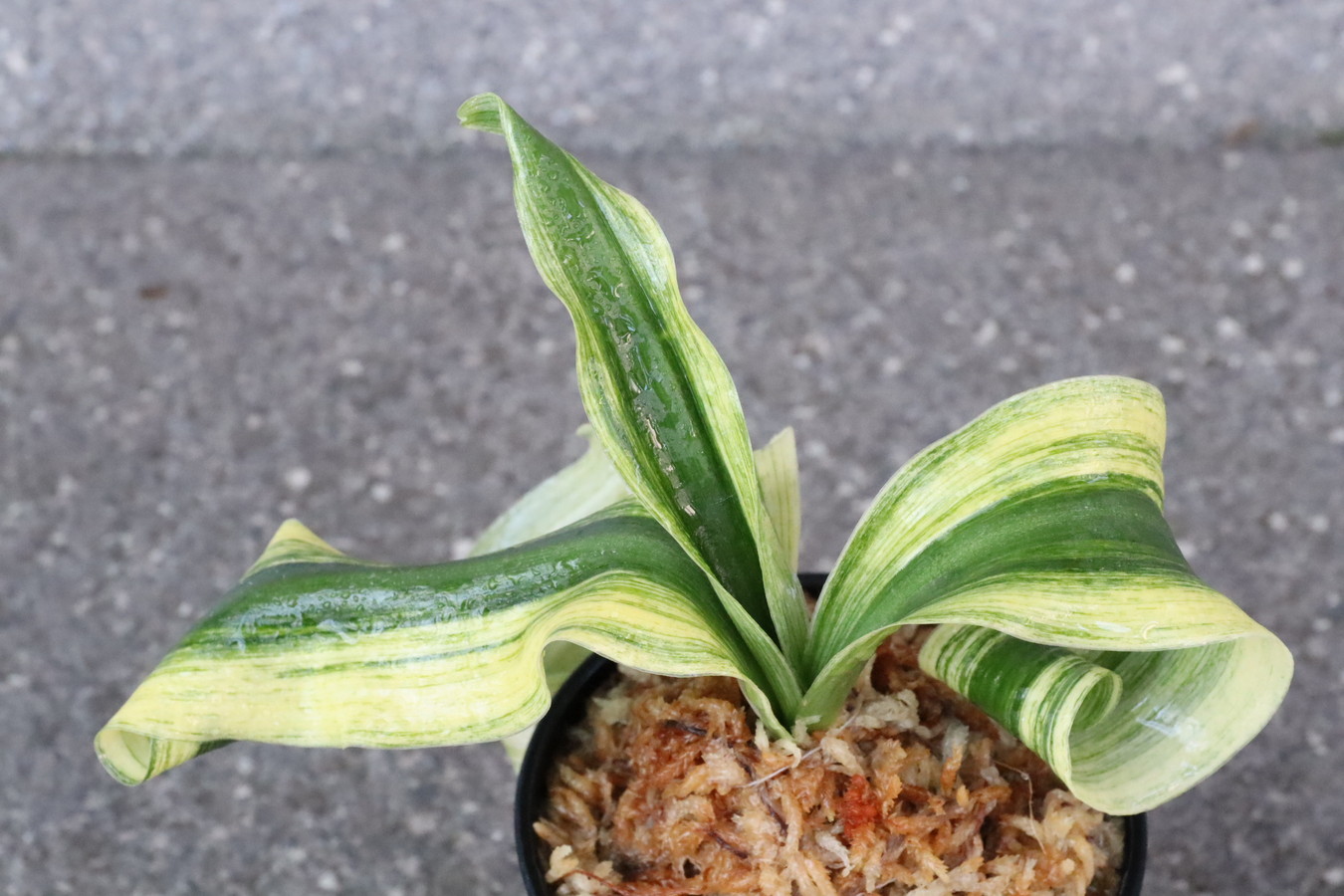 5595,砂子獅子(すなごじし)　特上柄　【はきずはきれ多い大特価！】※春から秋は生長期なので姿は変わっていきます