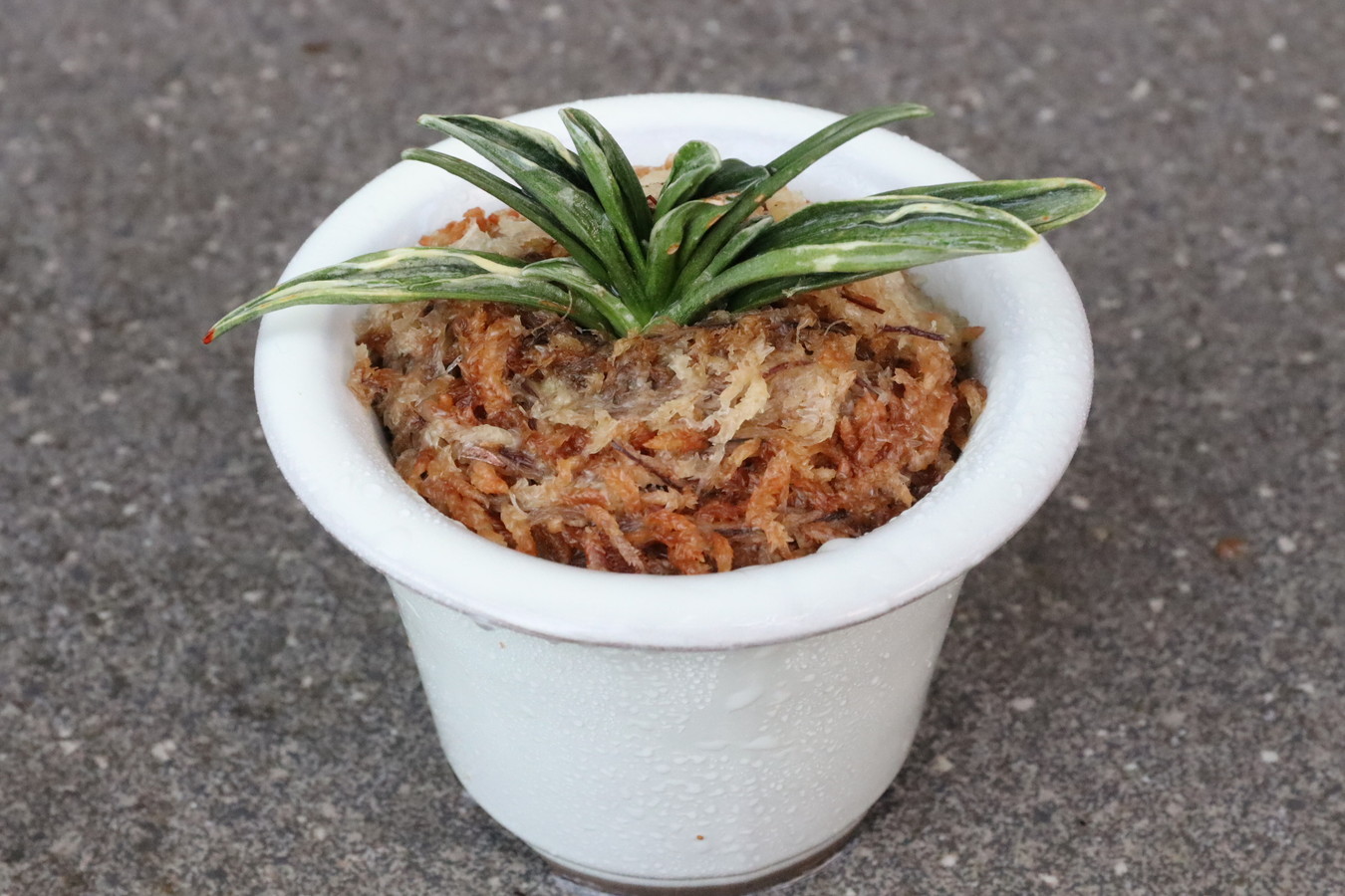 5499,開運の万年青　瑞泉(ずいせん)　全国系統【はきずはきれとても多い大特価！】※春から秋は生長期なので姿は変わっていきます