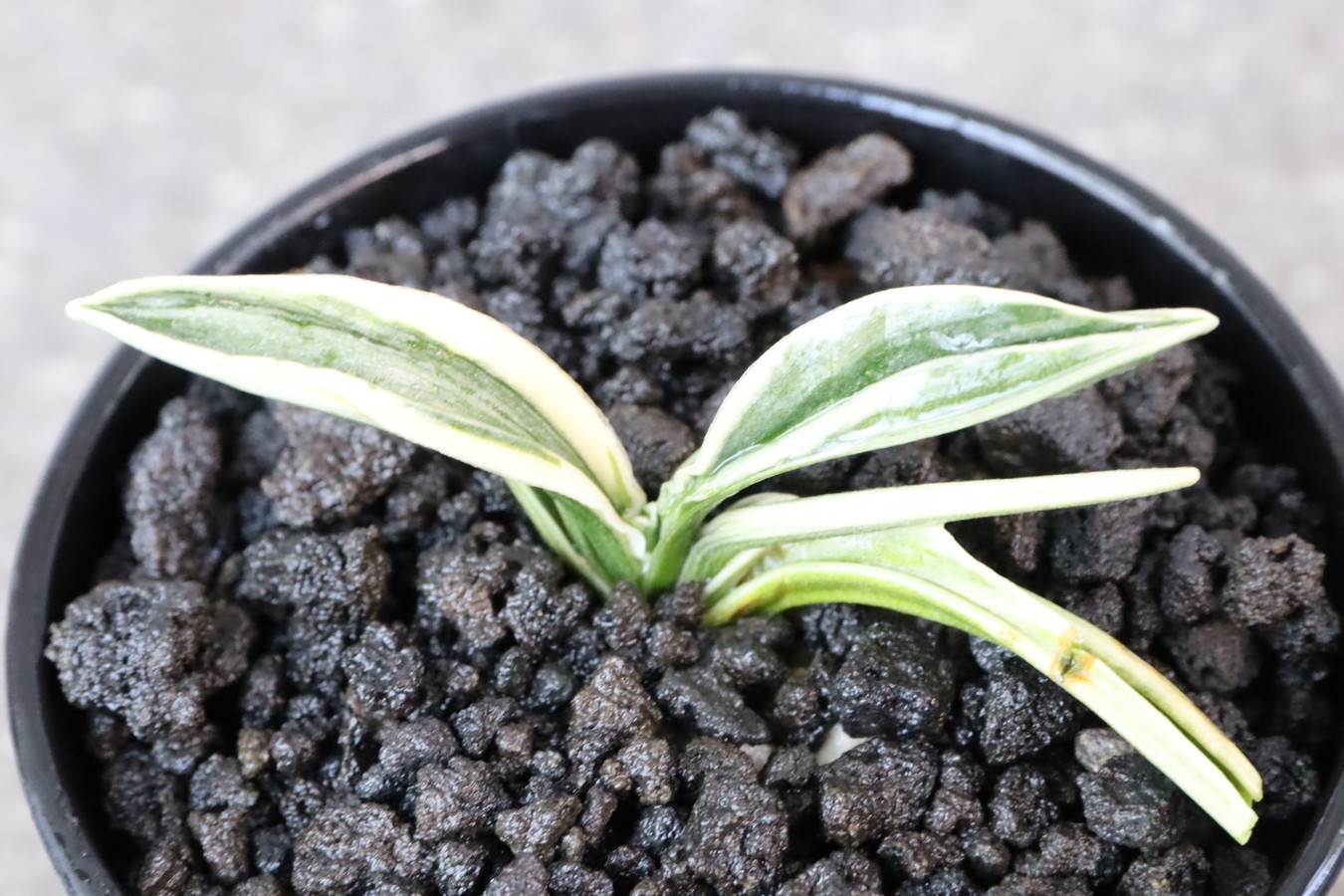 7177,麟晃冠(りんこうかん)　麟光冠　超希少【はきずはきれとても多い大特価】※春から秋は生長期なので姿は変わっていきます