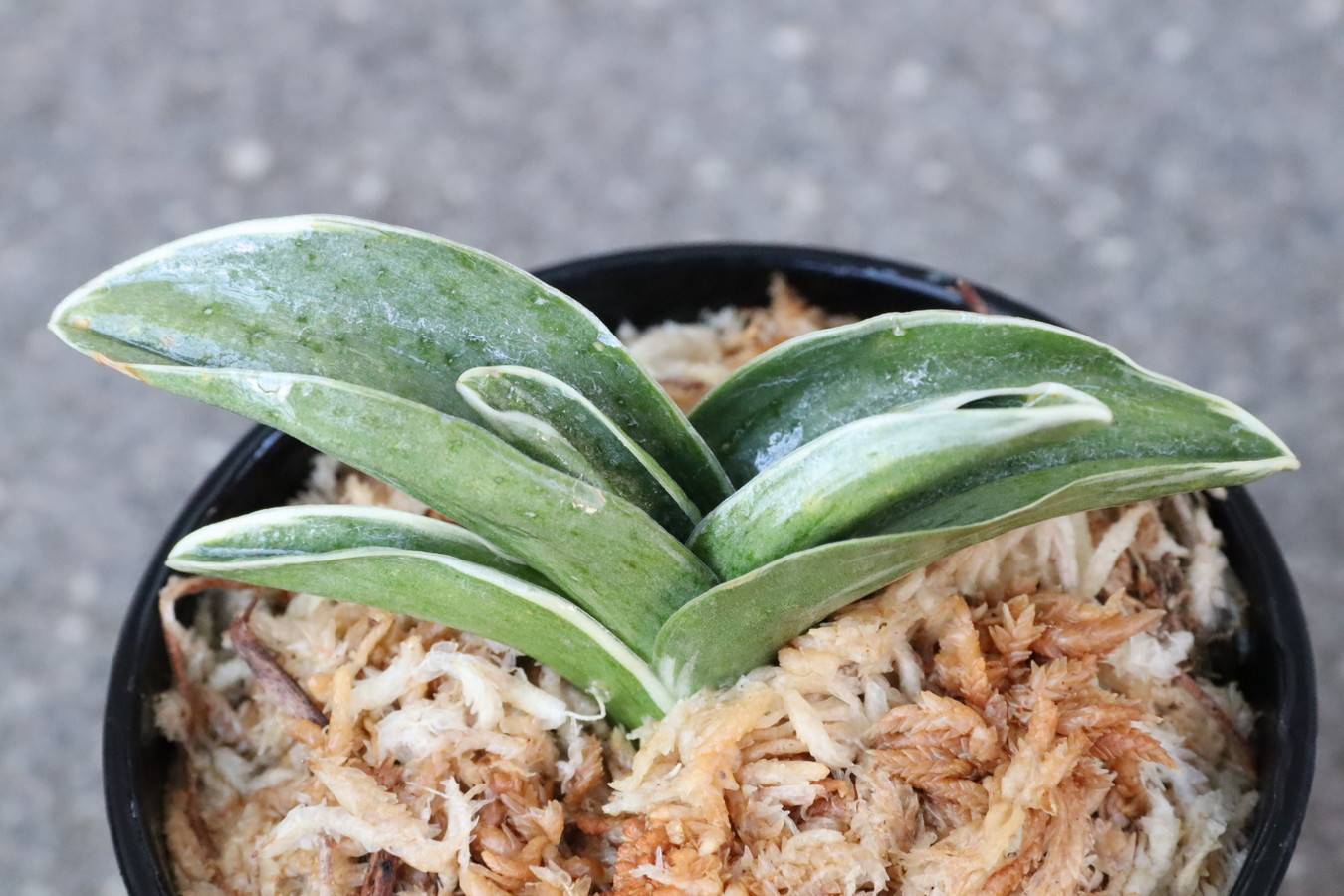 5879,王冠(おうかん)　希少種　【はきずはきれとても多い大特価！】※春から秋は生長期なので姿は変わっていきます