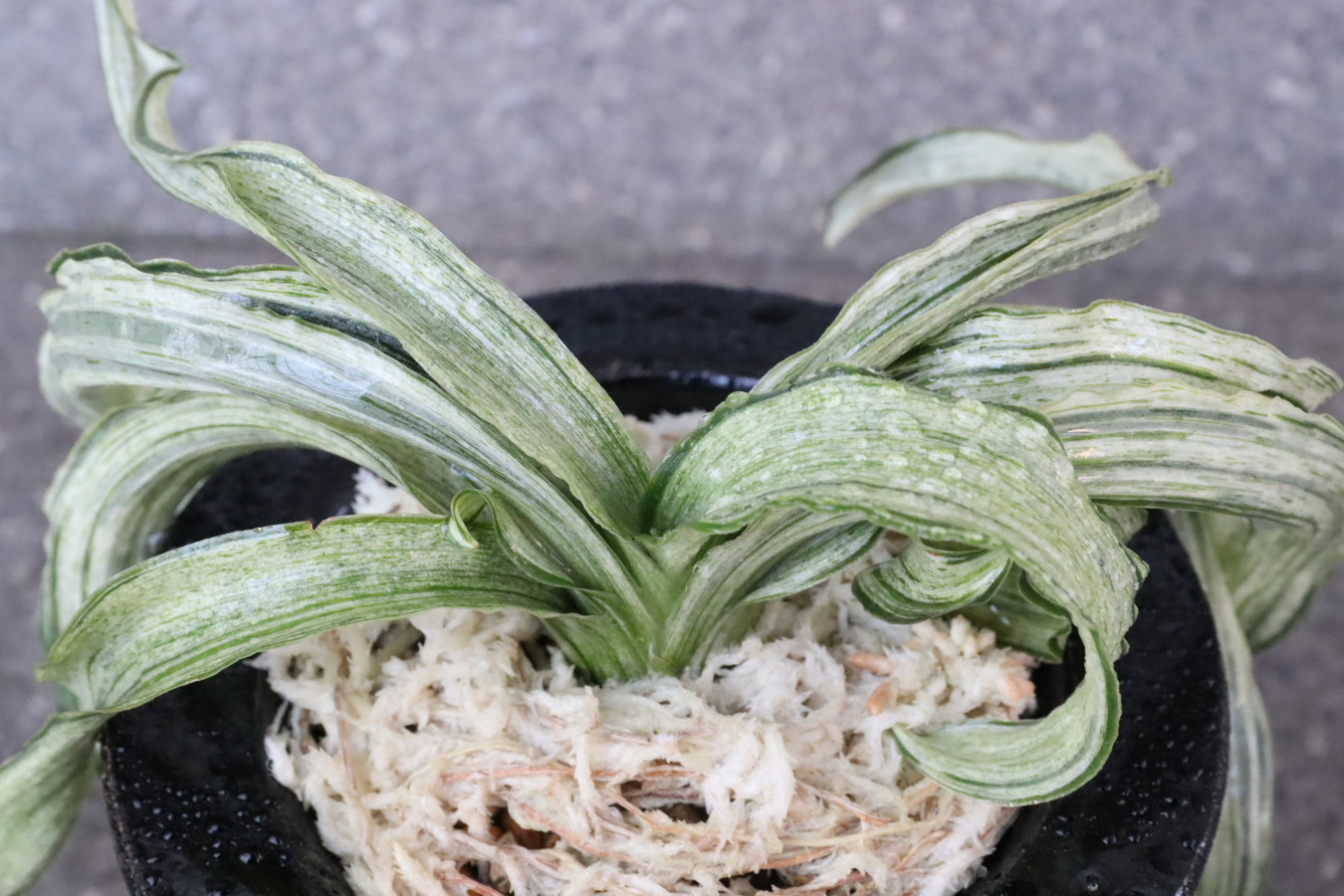 7299,千代田獅子(ちよだじし)　4本物　超希少！　【はきずはきれ多い大特価！】※春から秋は生長期なので姿は変わっていきます