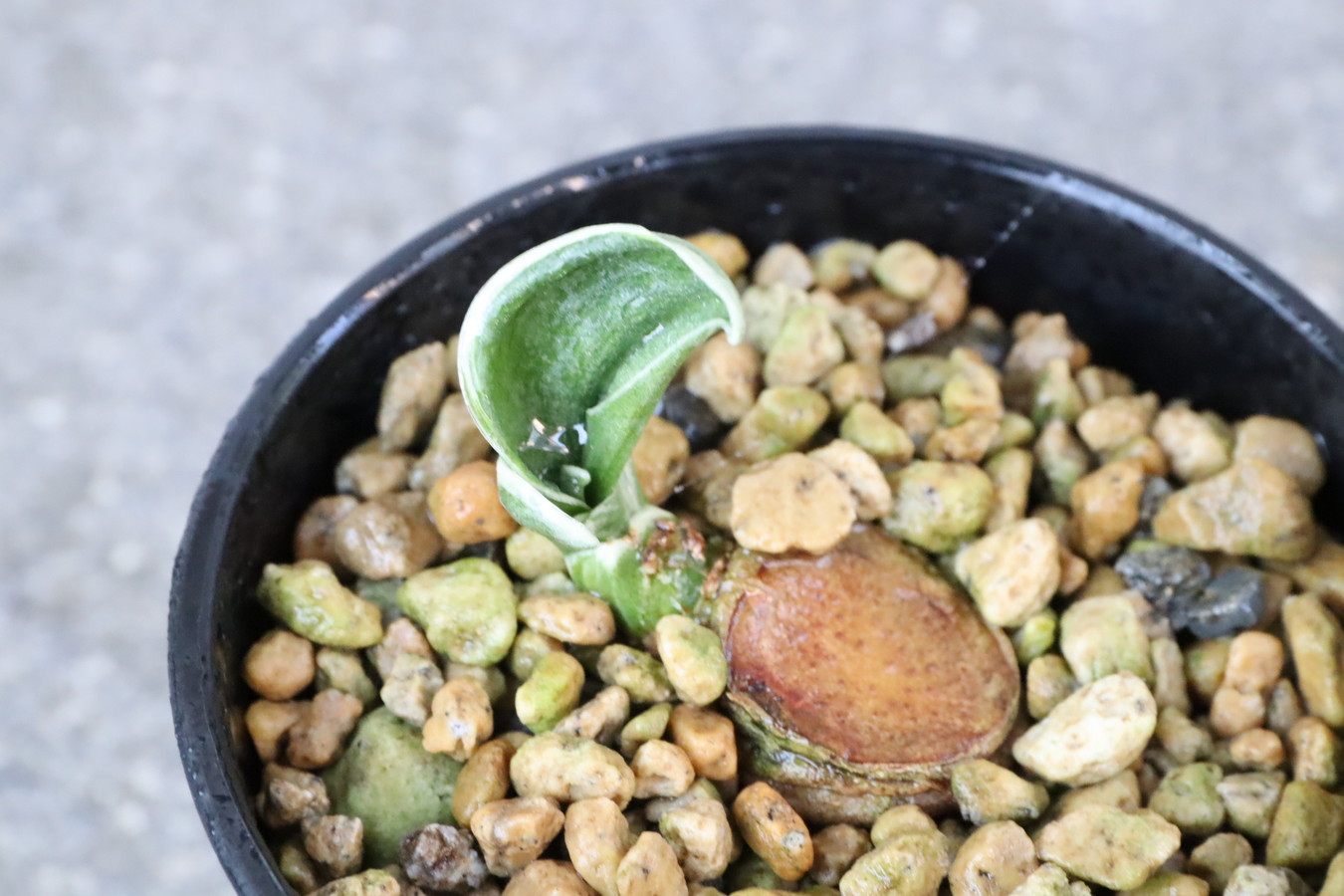 5989,雲上錦(うんじょうにしき)　超希少種　芋吹き特価！　【はきずはきれ多い大特価！】※春から秋は生長期なので姿は変わっていきます