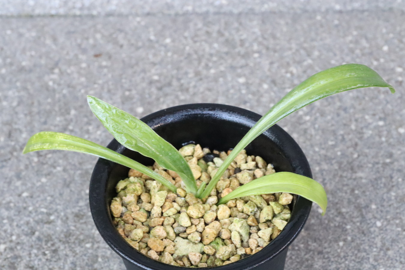 8452,黄金実生　【はきずはきれ多い大特価！】※春から秋は生長期なので姿は変わっていきます