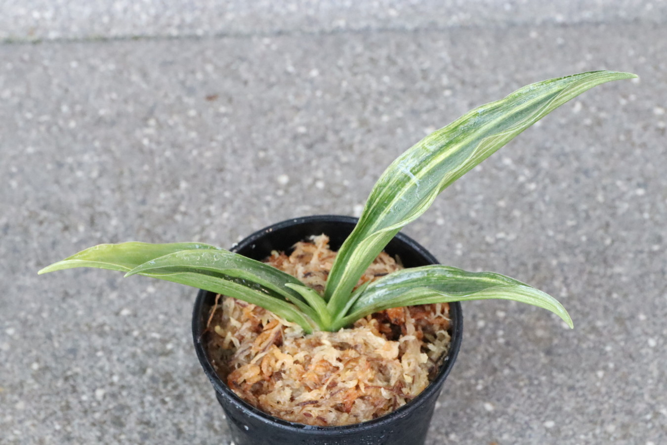 7104,寿老人実生　1本物　希少　小型羅紗長寿になる？？　【はきずはきれ多い大特価！】※春から秋は生長期なので姿は変わっていきます