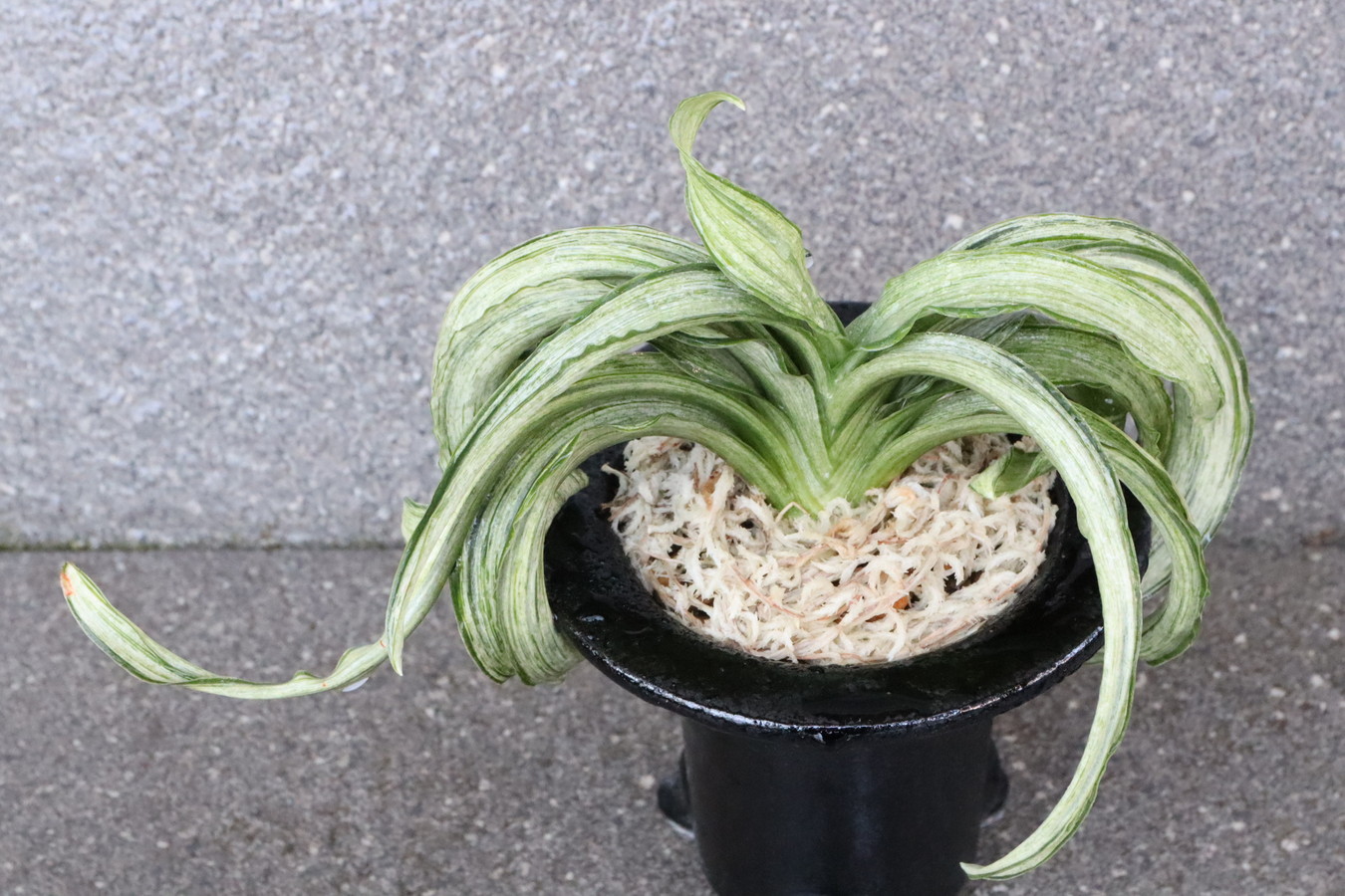 7105,千代田獅子(ちよだじし)　4本物　超希少！　【はきずはきれ多い大特価！】※春から秋は生長期なので姿は変わっていきます