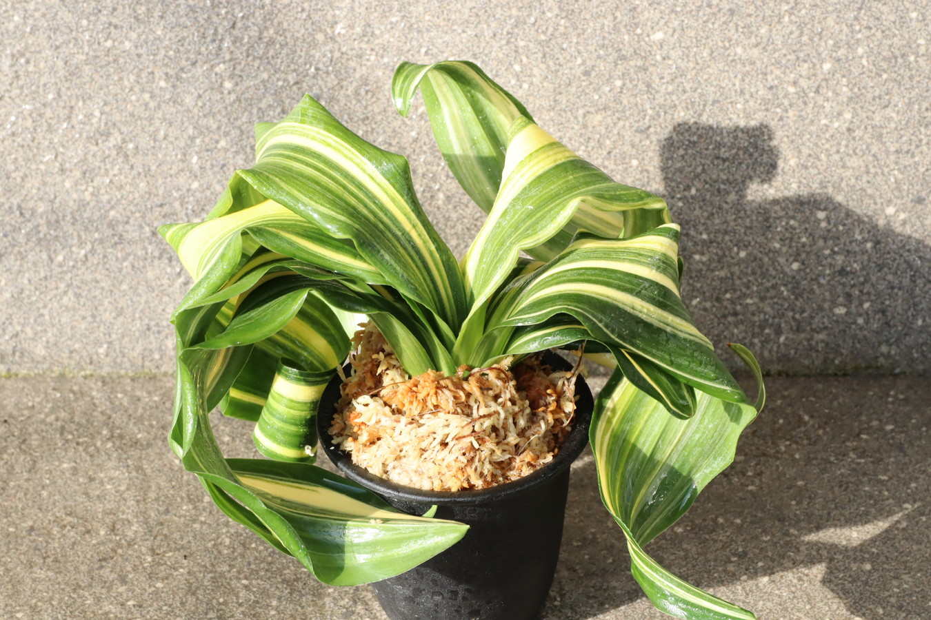 6317,整理品BC級品　縞獅子(しまじし)　最上縞　【はきずはきれ多い大特価！】　※春から秋は生長期なので姿は変わっていきます