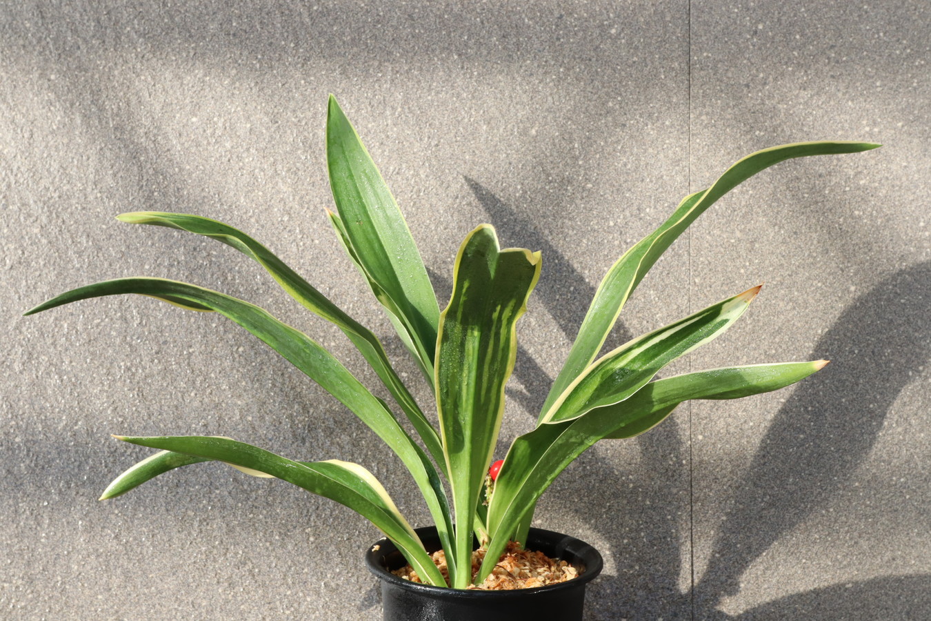 6880,整理品BC級品　都の雪(みやこのゆき)　江戸？　超希少種【はきずはきれ多い大特価！】※春から秋は生長期なので姿は変わっていきます