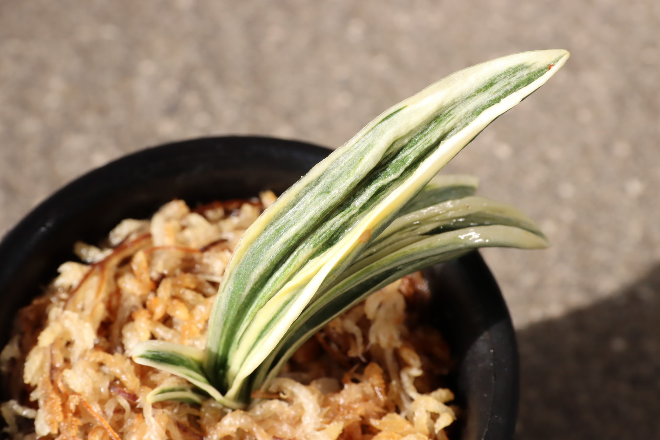 8170,聖寿冠(せいじゅかん)　富国殿を超えるかとも言われる素晴らしい芸　覆輪最上！【はきずはきれ多い大特価】※春から秋は生長期なので姿は変わっていきます