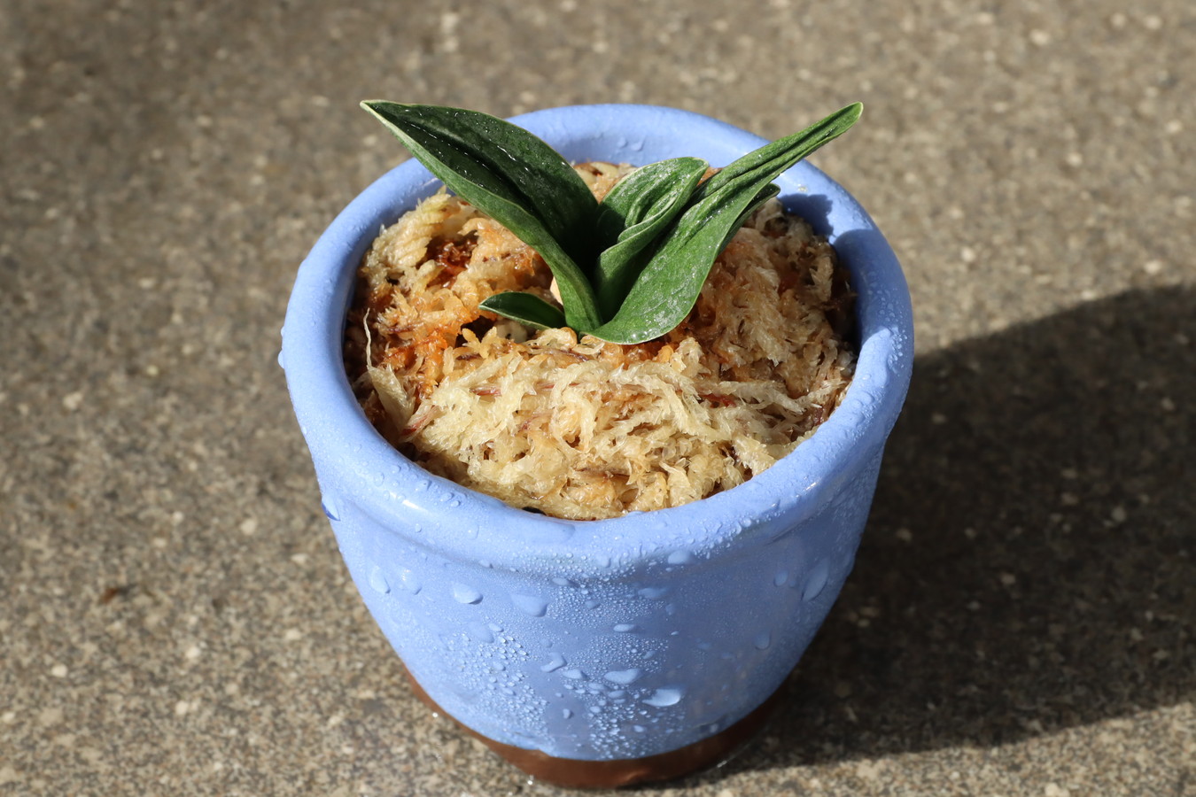 5461,開運万年青　瑞泉(ずいせん)　全国トップ系統　【はきずはきれ多い大特価！】※春から秋は生長期なので姿は変わっていきます