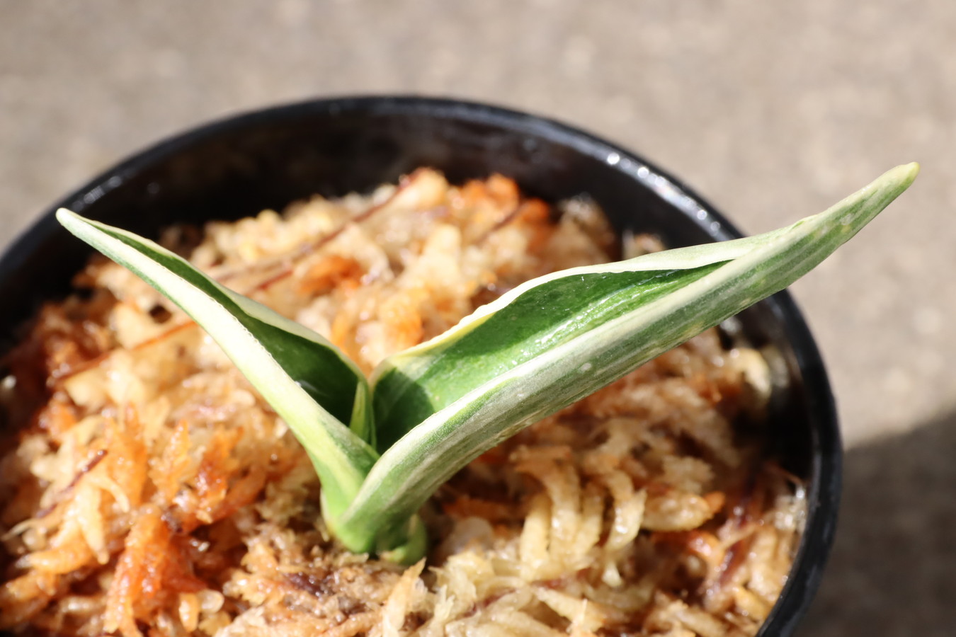 8091,天嶺(てんりょう)　希少種　芋吹き特価！　【はきずはきれ非常に多い大特価】※春から秋は生長期なので姿は変わっていきます