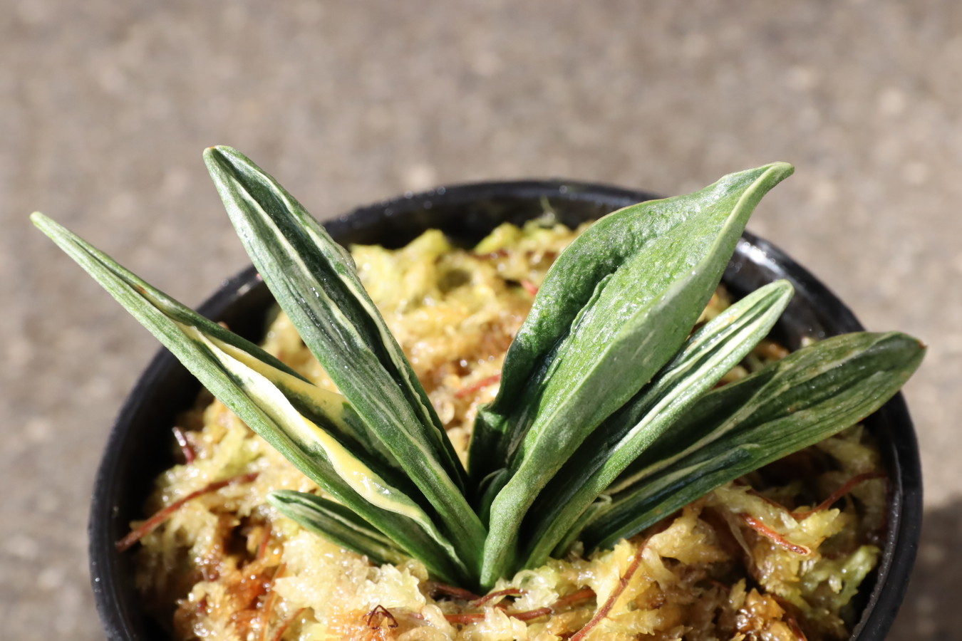 6992,瑞泉(ずいせん)　NHK趣味の園芸特価！【はきずはきれ多い特価】※春から秋は生長期なので姿は変わっていきます