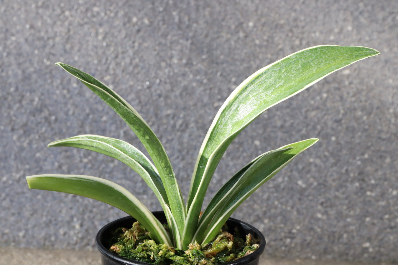 5608,天光閣(てんこうかく)　【はきずはきれ多い大特価】※春から秋は生長期なので姿は変わっていきます