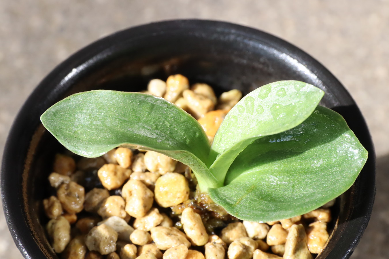 7495,羅紗実生？　1本物　【はきずはきれ大特価！】　※春から秋は生長期なので姿は変わっていきます