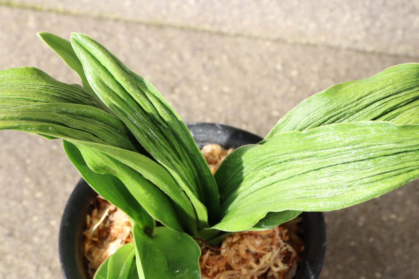 5338,整理品BC級品　太陽実生K　数不明　【はきずはきれ大特価！】※春から秋は生長期なので姿は変わっていきます