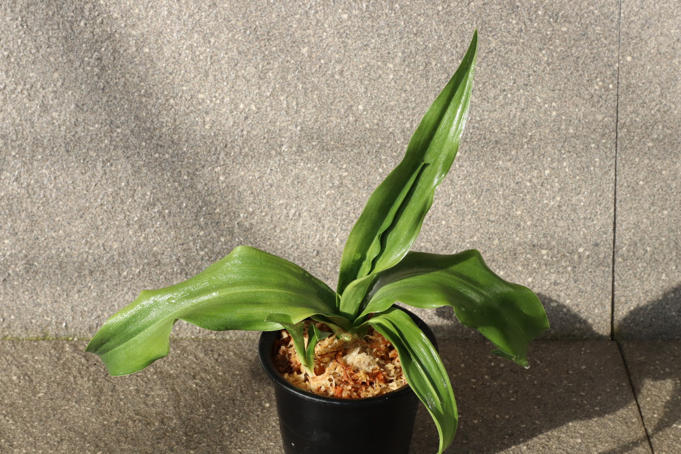 6631,整理品　実親　帝錦(みかどにしき)　元縞、現場青か　【根非常に少ない特価！はきずはきれ多い大特価！】※春から秋は生長期なので姿は変わっていきます