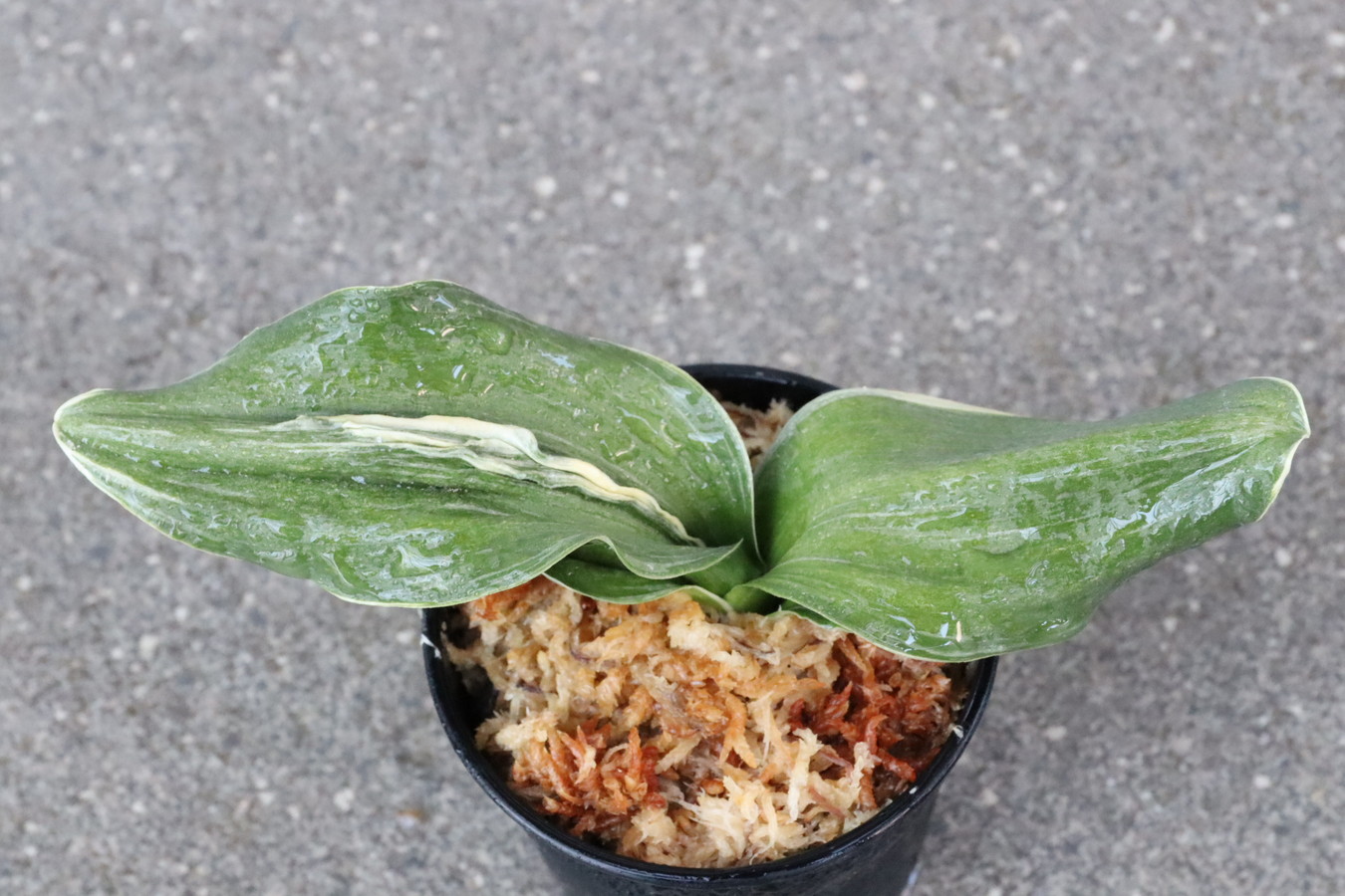 6704,晟陵（せいりょう）【はきずはきれ多い特価！】※春から秋は生長期なので姿は変わっていきます