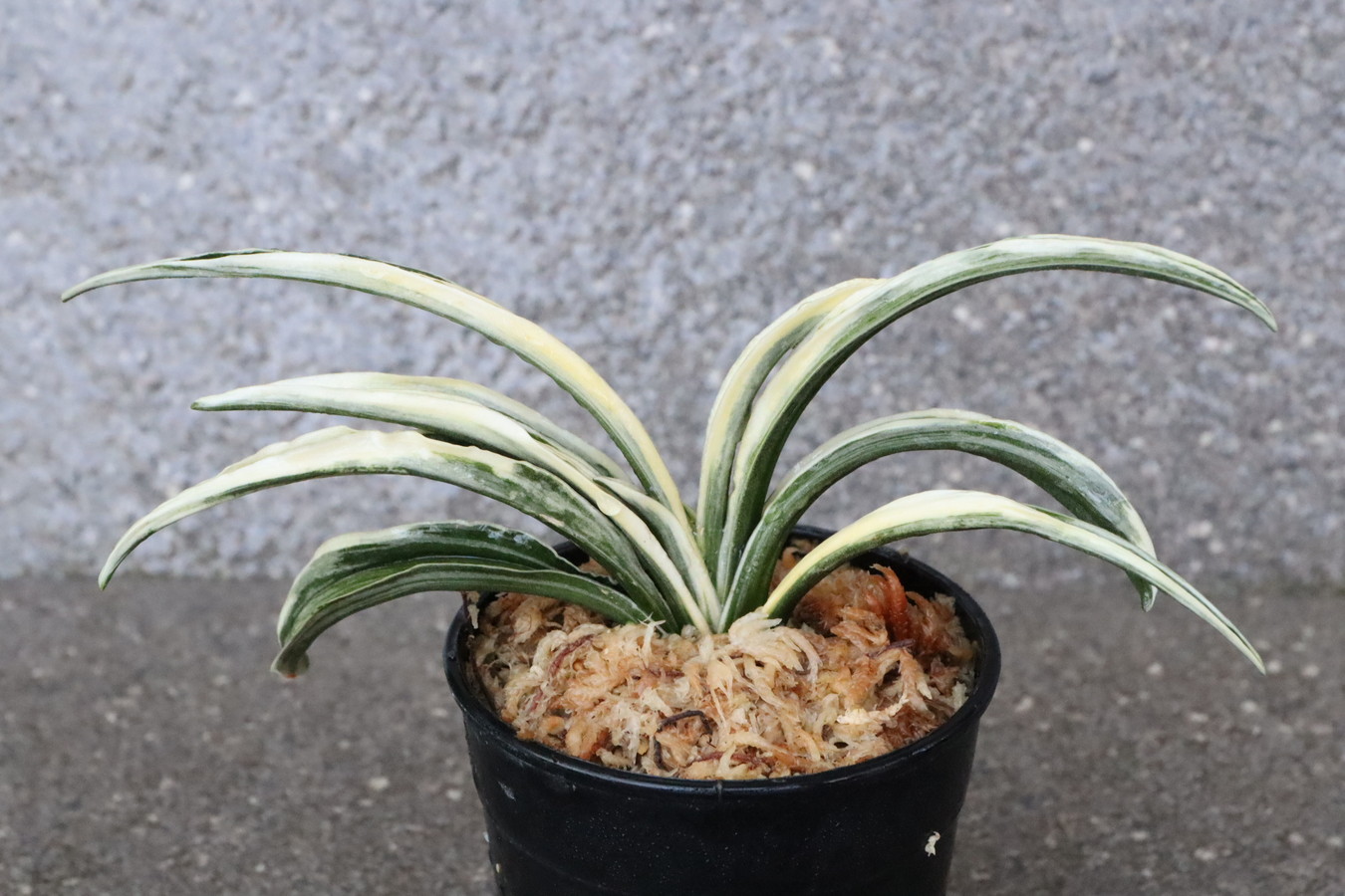 5920,長生殿(ちょうせいでん)　現在希少種！芸素晴らしい！　【希望価格55000→はきずはきれ特価！】　※春から秋は生長期なので姿は変わっていきます