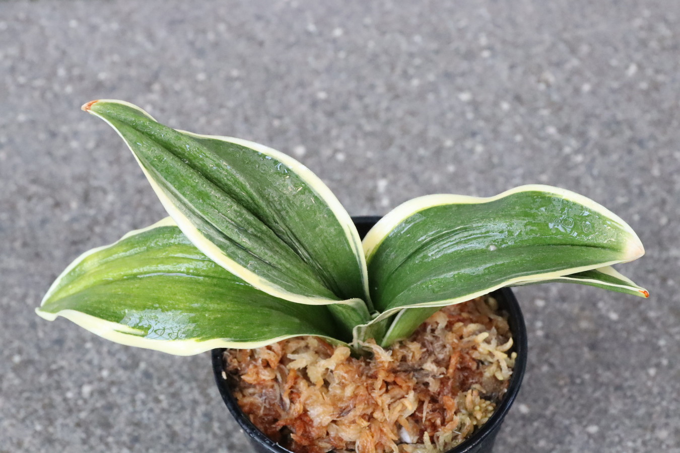 7258,整理品　萬風(まんぷう)　芋長い老木【はきずはきれ多い大特価！】　※春から秋は生長期なので姿は変わっていきます